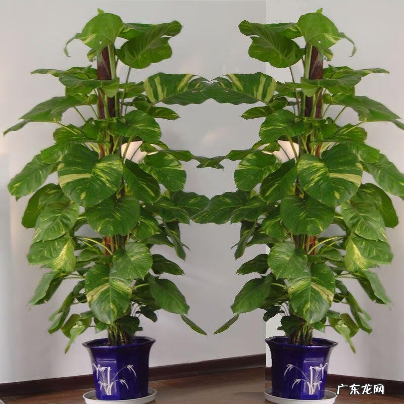 绿萝风水好吗 风水方面绿萝是什么样的意思