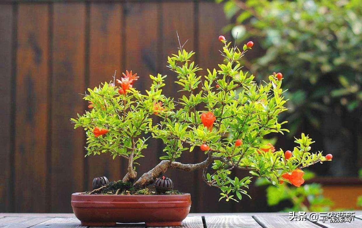 房子前面种桔子树好吗 屋后种桔子树风水怎样