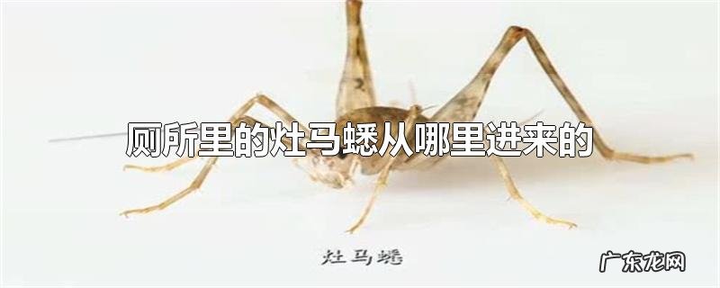 厕所里的灶马蟋从哪里进来的