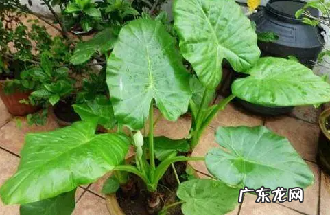 客厅养滴水观音好不好