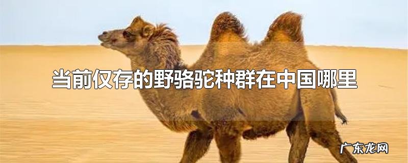 当前仅存的野骆驼种群在中国哪里
