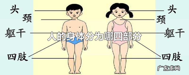 人的身体分为哪四部分