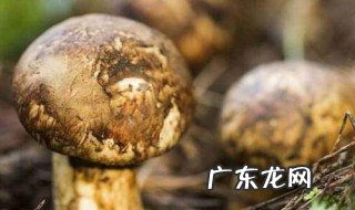 新鲜松茸炖鸡需要加蒜吗 新鲜松茸炖鸡需不需要加蒜