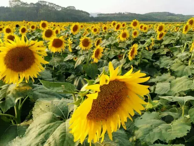 广西柳城汽车站图片 柳州柳江风水全图