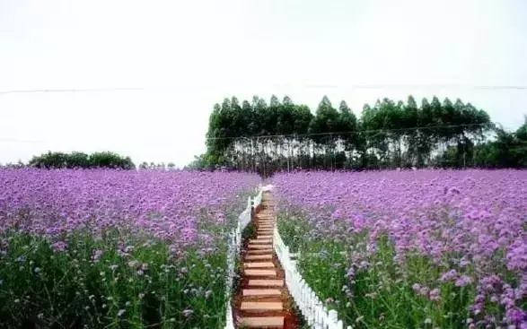 广西柳城汽车站图片 柳州柳江风水全图