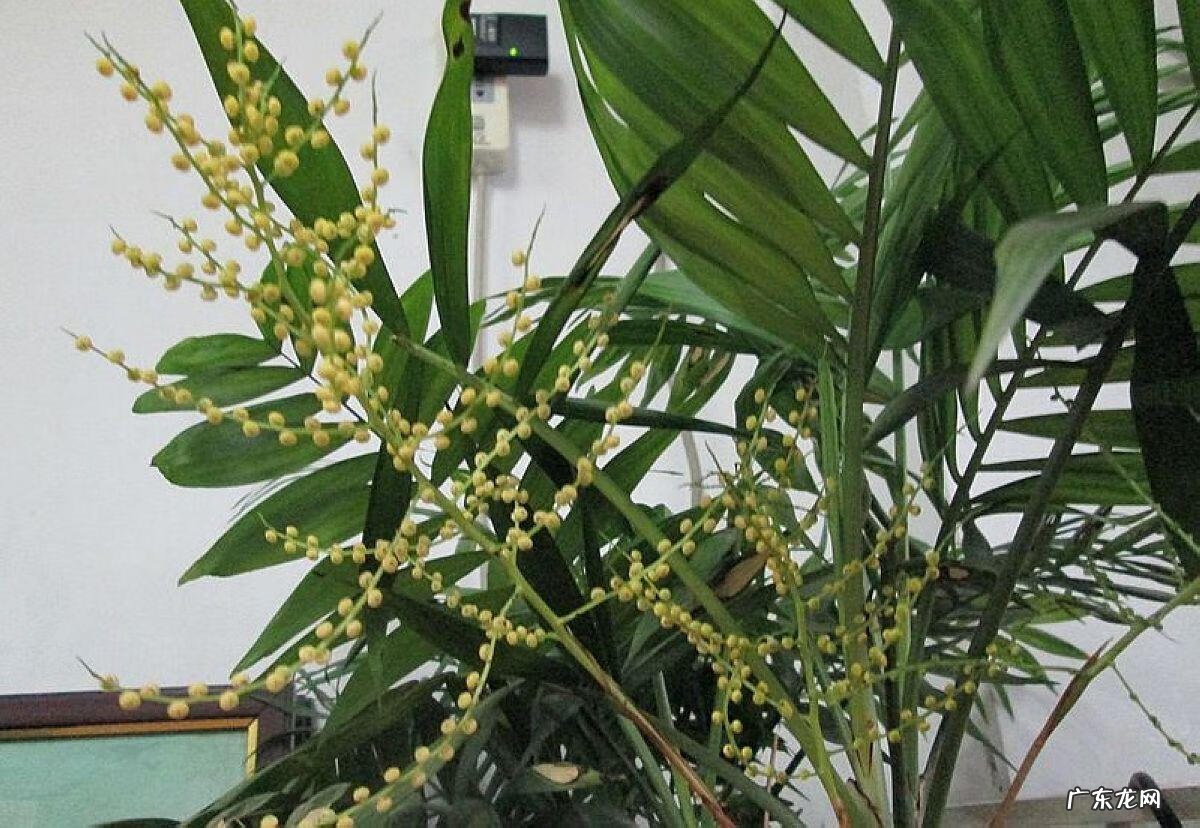 袖珍椰子算是树吗 袖珍椰子树的风水