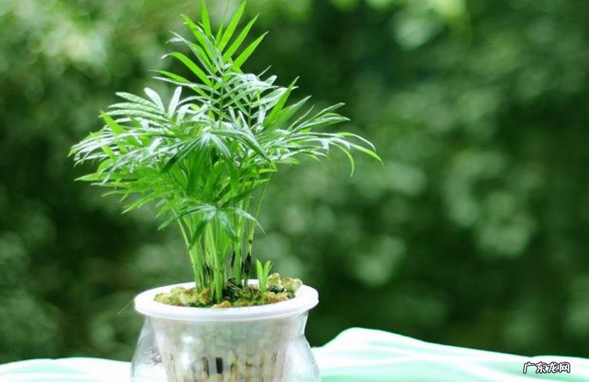 袖珍椰子算是树吗 袖珍椰子树的风水