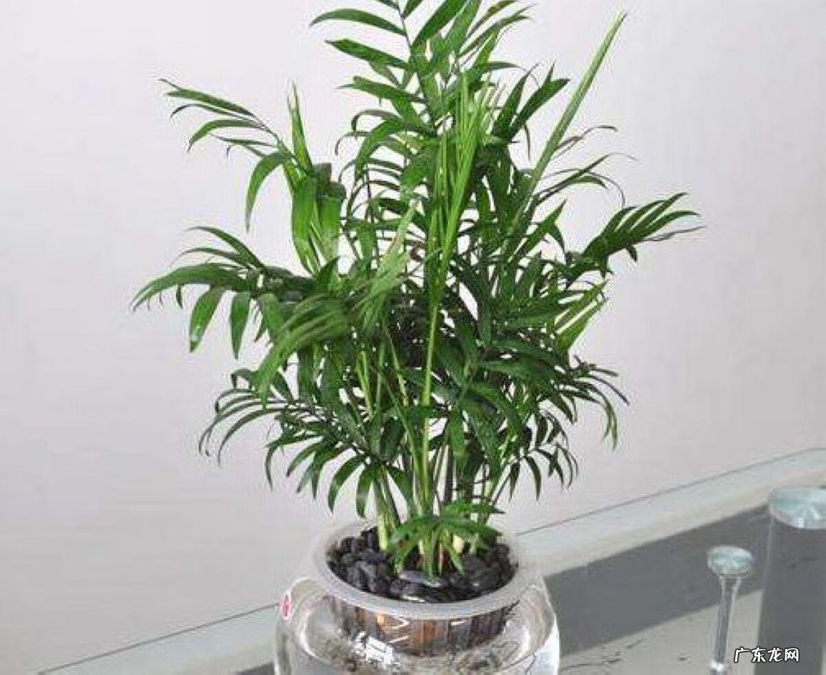 袖珍椰子算是树吗 袖珍椰子树的风水