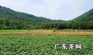 畔田是什么意思 畔田解释