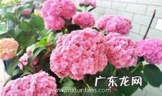 绣球花怎么种植养护 绣球花如何种植养护
