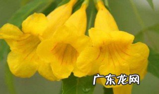 黄钟花的养殖方法和注意事项 黄钟花的养殖方法和注意事项有哪些