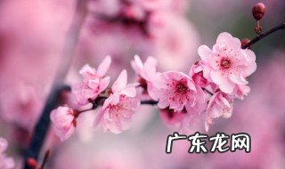 梅花表达了作者怎样的思想感情 梅花含义
