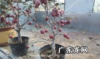 盆栽果树的矮化指的是什么 盆栽果树的矮化是什么意思