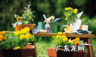 金鱼花的养殖方法和注意事 金鱼花如何养殖