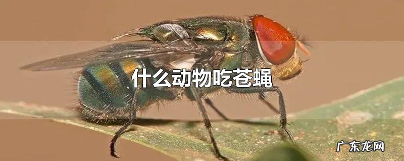 什么动物吃苍蝇
