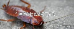 蟑螂在什么情况下会飞