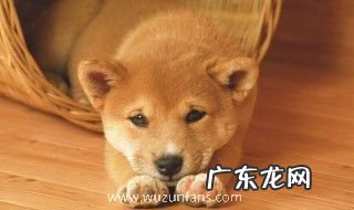 狗养殖场要注意什么 狗养殖场要注意哪些事项