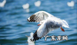 海鸥代表的象征意义是什么 海鸥代表什么意思