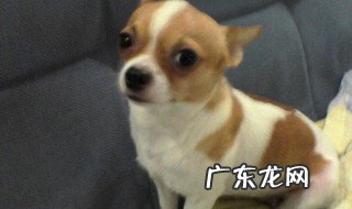 吉娃娃是怎么来的 吉娃娃是如何来的