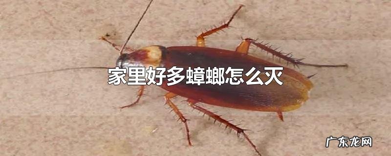 家里好多蟑螂怎么灭