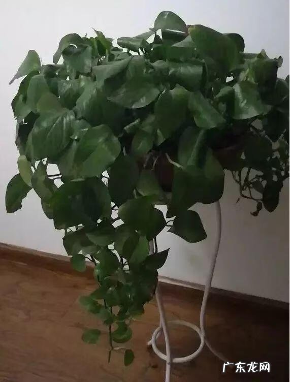 花蔫了还是花奄了 花草蔫了怎么办