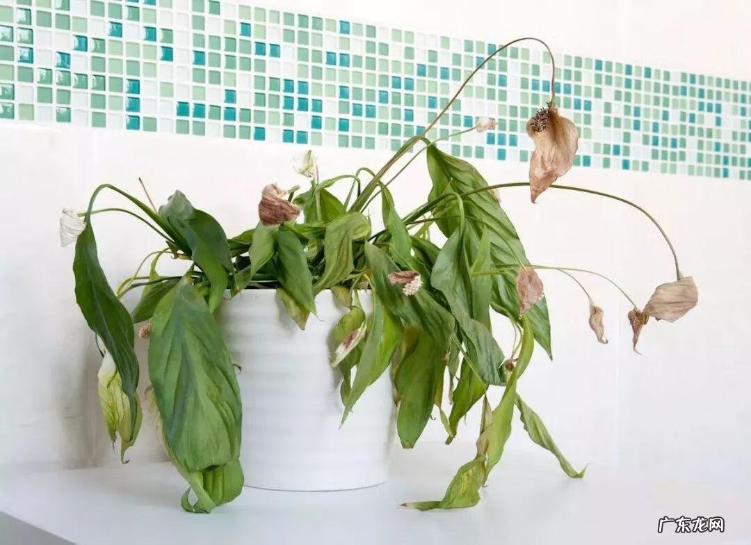 花蔫了还是花奄了 花草蔫了怎么办