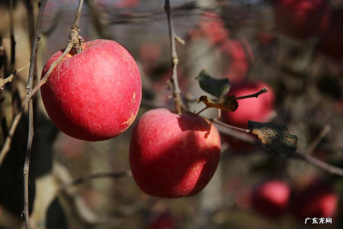 家门前有树会不会影响风水 风水房前有树怎样处理好
