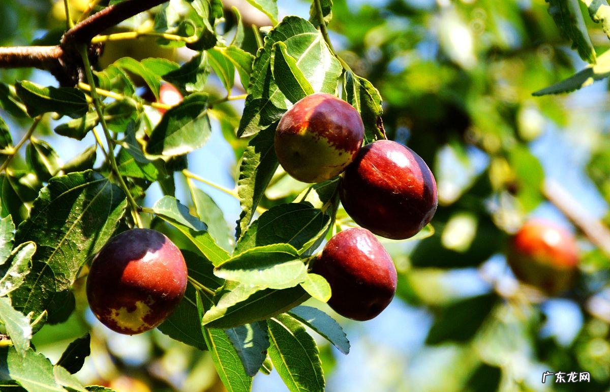 家门前有树会不会影响风水 风水房前有树怎样处理好