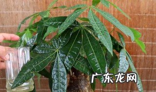 招财树的养殖方法和注意事项修剪 招财树的养殖方法和注意事项有哪些