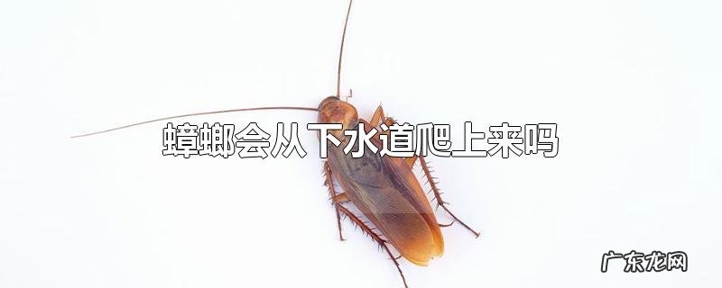 蟑螂会从下水道爬上来吗