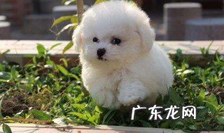 比熊3个月怎么样喂养 如何喂养比熊