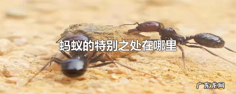 蚂蚁的特别之处在哪里