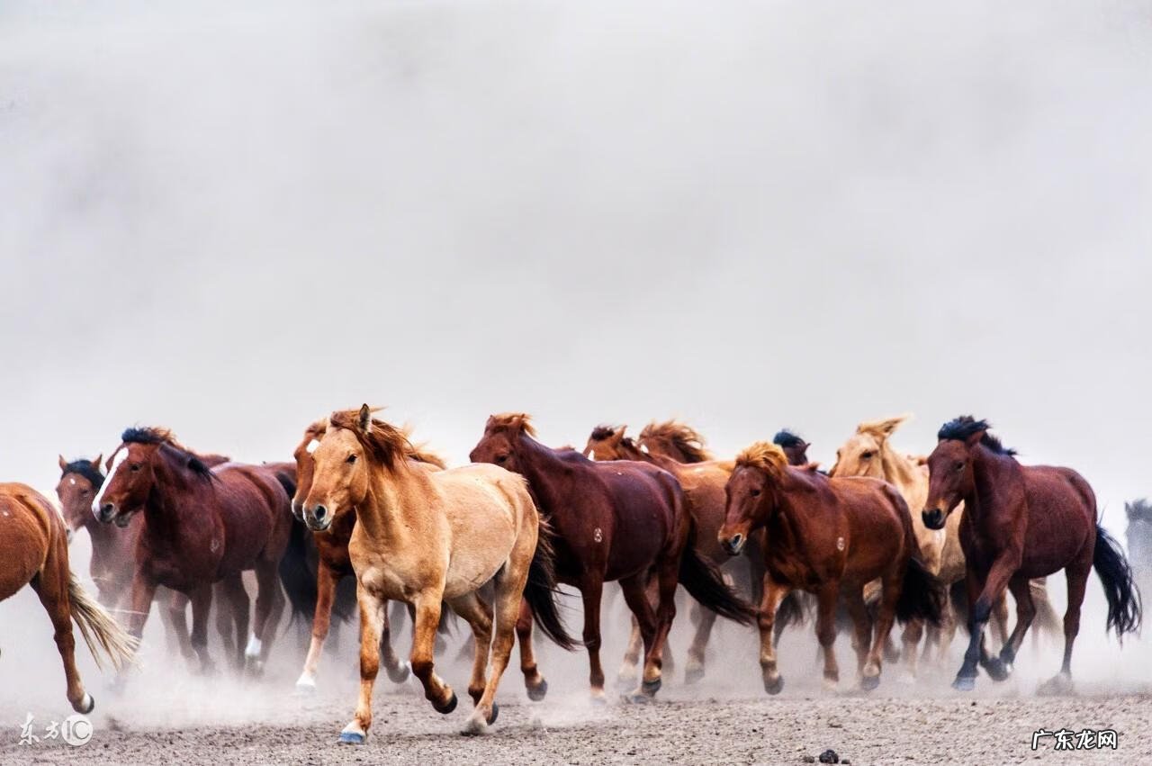 属猴的招财画 属猴的风水画是什么画