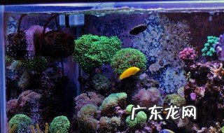 鱼缸的水草怎么养 鱼缸的水草如何养