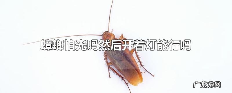 蟑螂怕光吗然后开着灯能行吗