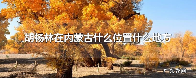 胡杨林在内蒙古什么位置什么地方