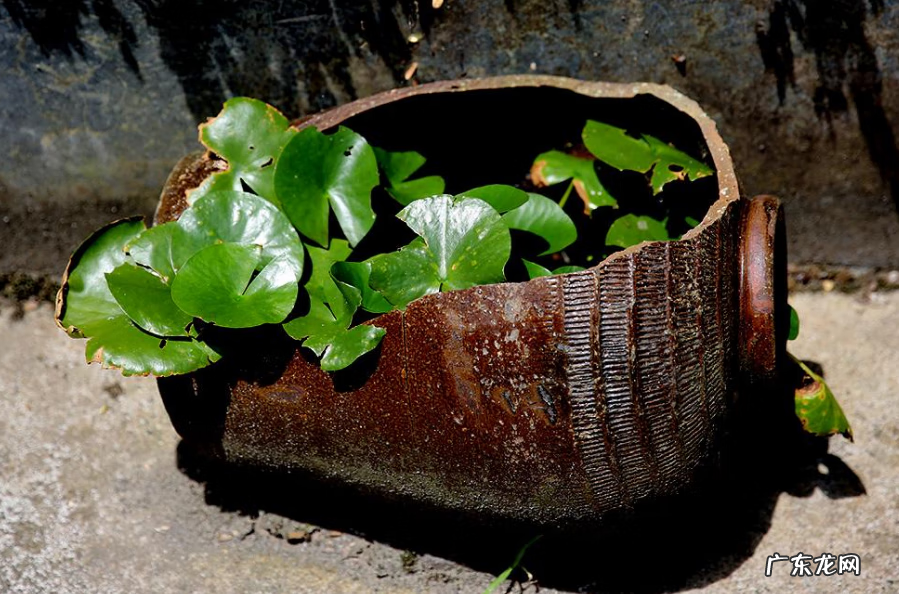 门口做个鱼池会不会影响风水 风水围墙内可以建鱼池吗视频