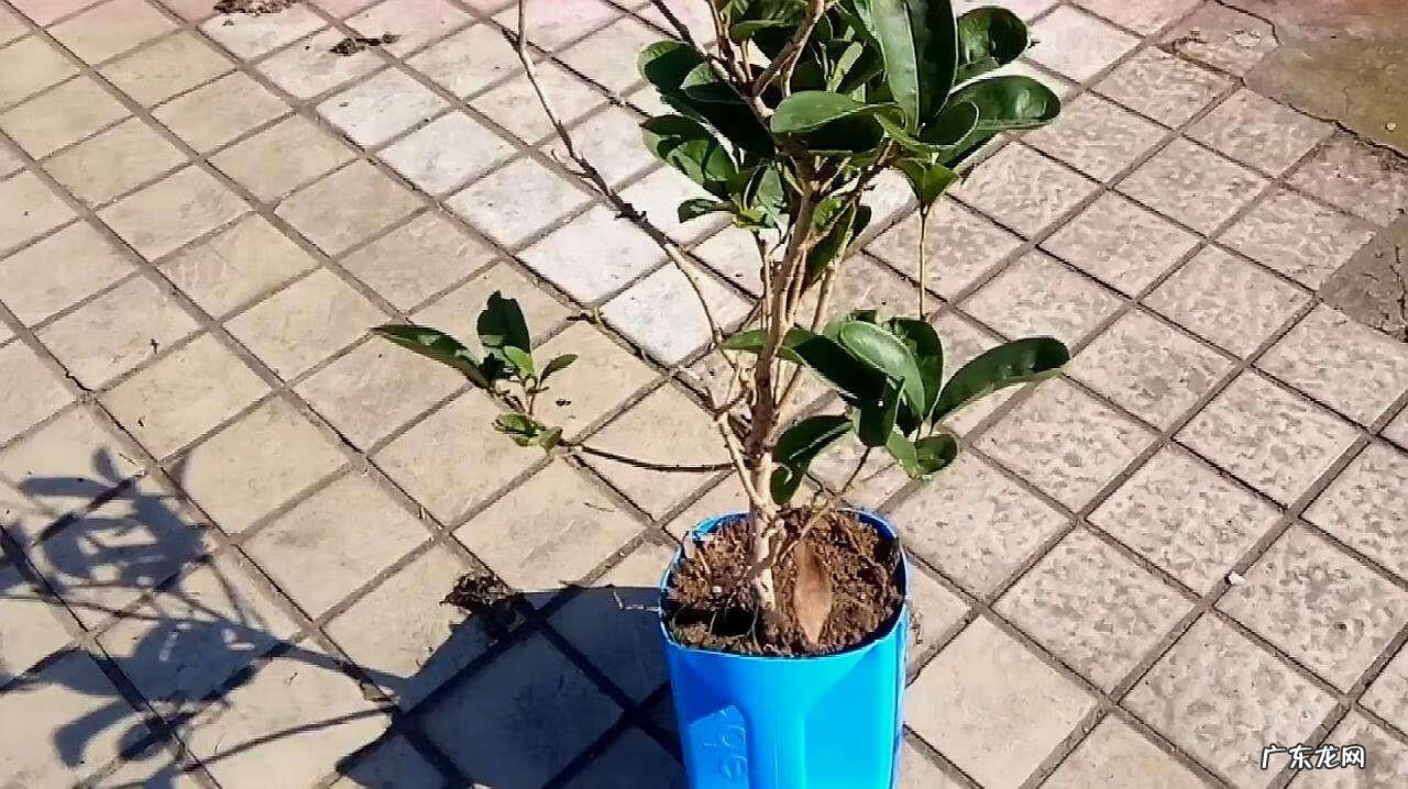 门口做个鱼池会不会影响风水 风水围墙内可以建鱼池吗视频