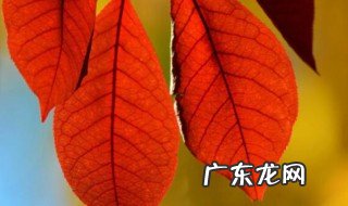 9月26日秋天有哪几种树叶 秋天有什么树叶