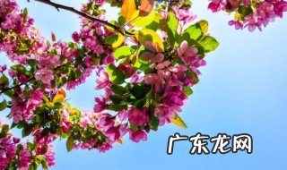 9月27日请问春天夏天秋天冬天各开什么花 春天夏天秋天冬天都会开什么花