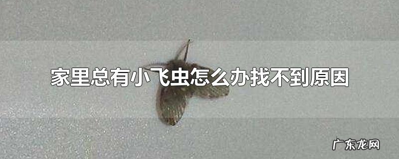 家里总有小飞虫怎么办找不到原因
