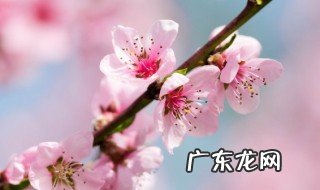 9月23日为何桃花开在秋天 桃花开在秋天的原因