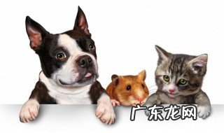 吉娃娃几个月定型 吉娃娃犬8个月定型对吗