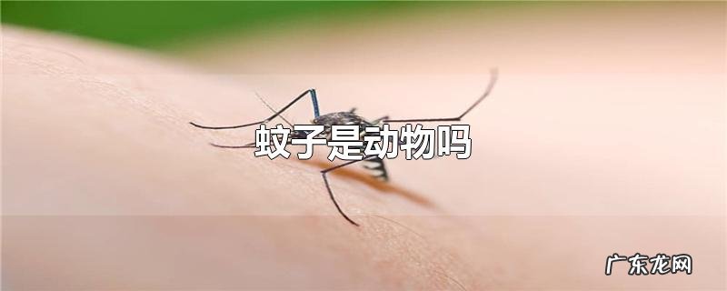蚊子是动物吗