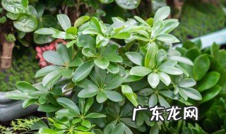 金鱼草吊兰的养殖方法和注意事项 养护金鱼吊兰的技巧