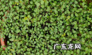 千叶牡丹的养殖方法和注意事项 养殖千叶牡丹的教程和禁忌