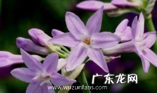 紫娇花的养殖方法和注意事项 紫娇花的养殖技巧和禁忌