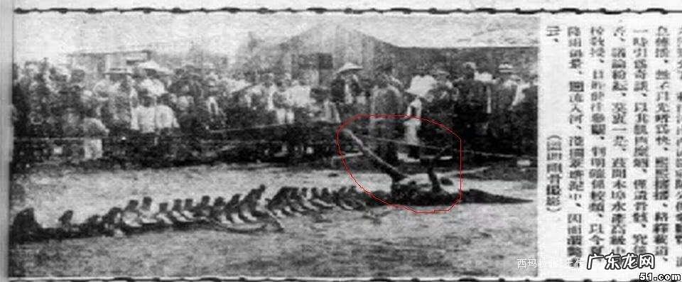 白龙和黑龙哪个厉害 风水中的黑龙和白龙的区别图