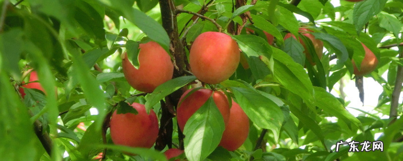 施肥后隔多久下雨才会有效,果树什么时候施肥好