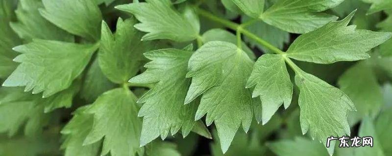 川芎的高效种植方法，有哪些要点